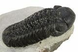 Detailed Austerops Trilobite - Nice Eye Facets #311071-2